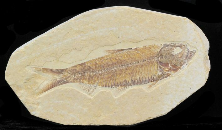 Knightia Fossil Fish - Wyoming #32853
